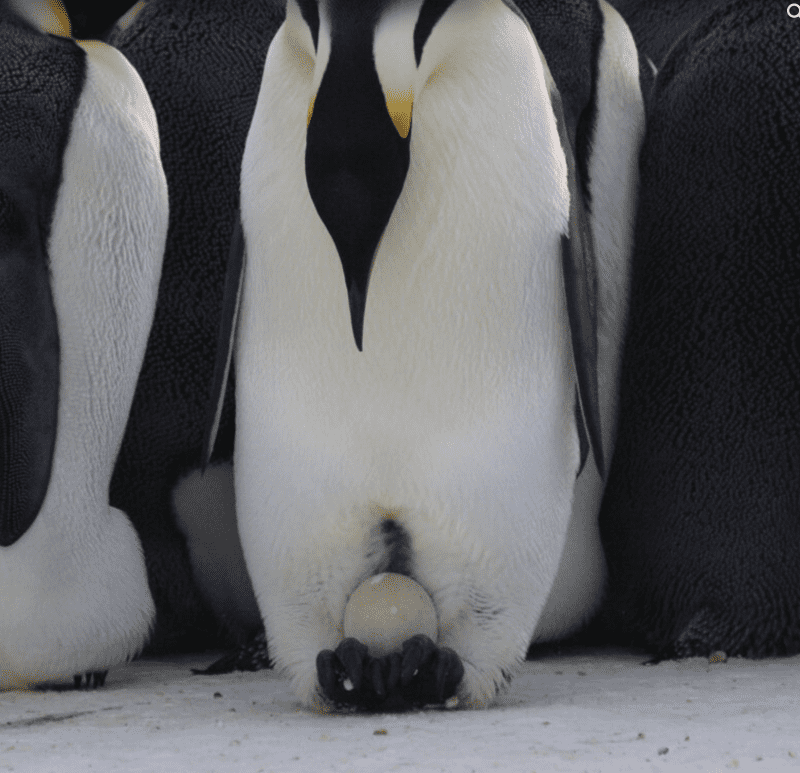 Papá pingüino con huevo en los pies.