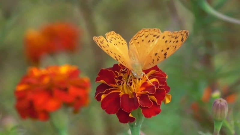 Mariposa amarilla en flor de caléndula burdeos.