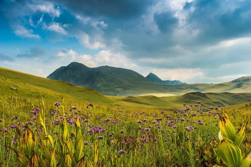 Flores silvestres de color púrpura sobre verdes colinas onduladas, montaña en el fondo.