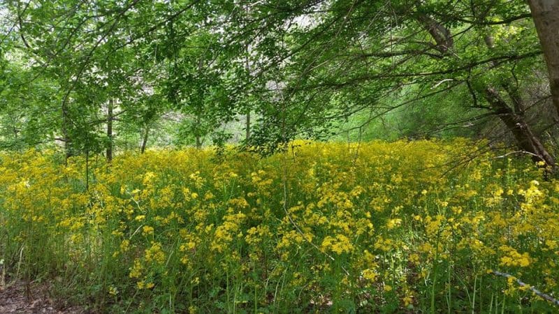 Manta de flores amarillas bajo el follaje de los árboles de primavera.