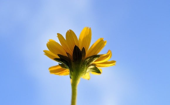Sola flor, pétalos amarillos brillando, vista desde abajo contra el cielo azul.