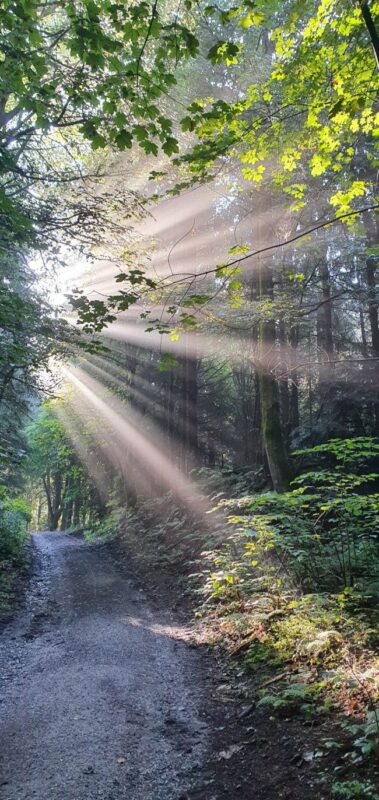 La luz del sol se inclina a través de los árboles con un camino en el bosque.