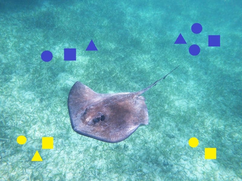 Fish can do math: Stringray nadando con grupos de formas azules y amarillas superpuestas en las esquinas.