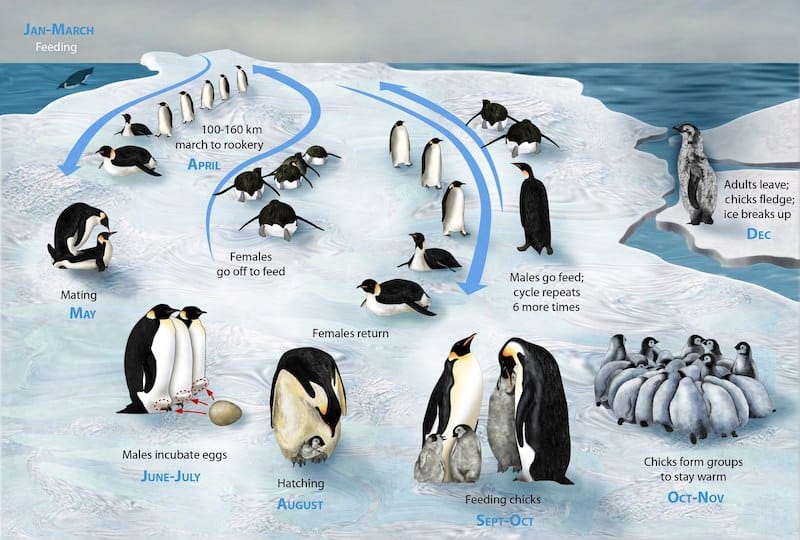 Pingüinos, con padres inquietantes en primer plano y rutas de machos y hembras, mostradas con flechas, de ida y vuelta al mar.