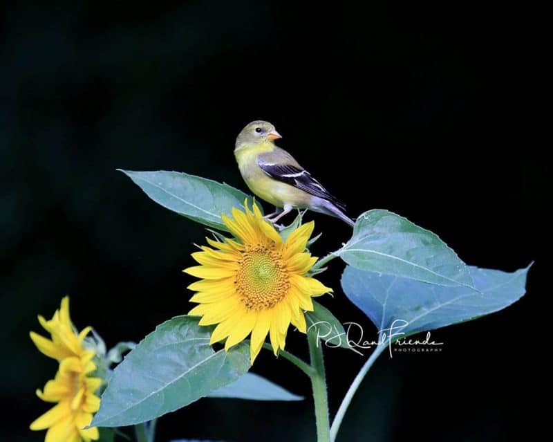 Pequeño pájaro negro y amarillo posado sobre una planta de girasol con flores.