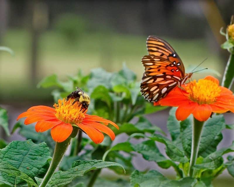 Abeja y mariposa naranja y negra en dos pequeños girasoles rojo-naranja.