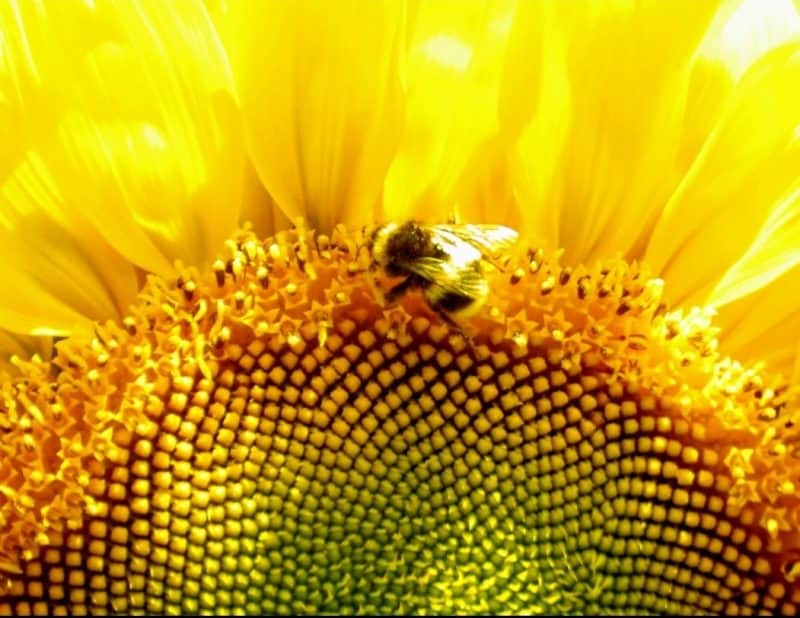 Primer plano de un centro de girasol con una abeja en el borde del centro.