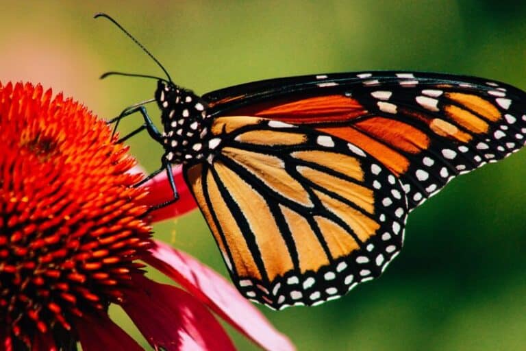Monarch butterfly with stained glass like wings in black and orange sitting on many-petaled red flower.