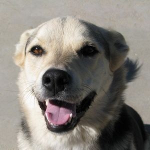 Cara de perro marrón y blanco con ojos brillantes y boca abierta sonriente.