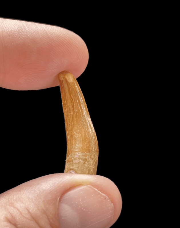 Un diente largo sostenido entre un dedo y el pulgar.