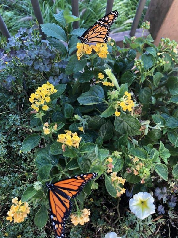 2 mariposas monarca descansan sobre las flores de una planta en maceta.